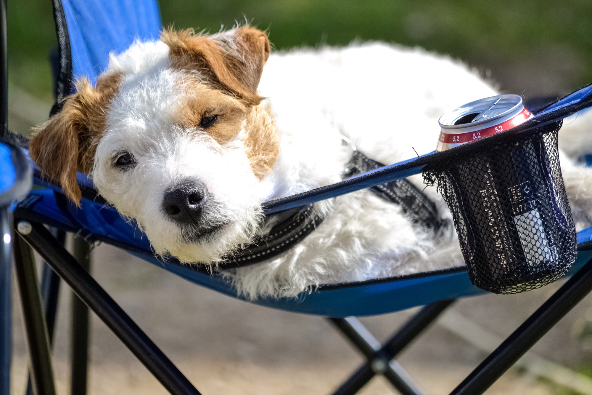 Cute dog laying in a camping stool